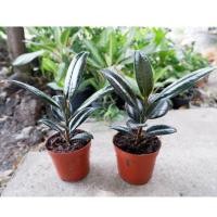 ราคา ยางอินเดียดำ,เลี้ยงง่าย,ใบสวย (10549250693)