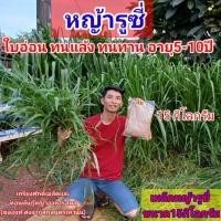 ราคา #เมล็ดหญ้ารูซี่15 กิโลกรัม #เมล็ดหญ้ารูซี่พร้อมปลูกเดือน ม.ค.ปี69 #หญ้ารูซี่#RuziGrass#รูซี่#เกรียงศักดิ์เมล็ดพันธุ์หญ้า (53254008154)
