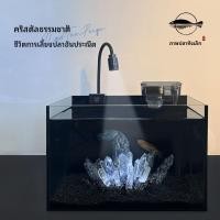 ราคา ตู้ปลาตั้งโต๊ะพร้อมตู้กระจกใสพิเศษสีดำสำหรับปลาทองและปลาเบต้า ไร้เสียงรบกวนและไม่ต้องเปลี่ยนน้ำ ตู้ปลาสีดำใส (54557995342)