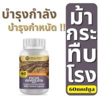 ราคา ม้ากระทืบโรง สมุนไพรบำรุงกำลังท่านชาย ชนิดแคปซูล (ุ60เม็ด) (23577869285)