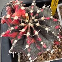 ราคา ❤️❤️มีส่งด่วน❤️❤️แคคตัส ไม้ชำหน่อ (SV042) แม่ไม้เมล็ด/Cactus/Gymno /Gymnocalycium /ยิมโนด่าง/ไม้ชำหน่อ (55600354339)