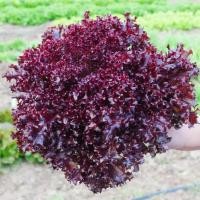 ราคา เมล็ดพันธุ์เรดคอรัลสลัด100เมล็ด เรดคอรัล (Red Coral Lettuce) (29108568684)