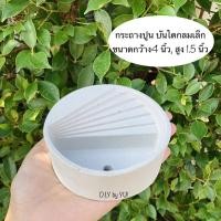 ราคา กระถางปูน กระถางแคคตัส กระถางปูนเปลือย (6476234435)