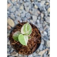 ราคา ต้นโชคเก้าชั้นด่างชมพู\ต้นโชค9ชั้นด่างชมพูด่างทุกใบจร้า (10850115455)