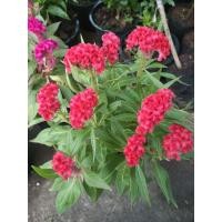 ราคา ต้นดอกหงอนไก่ดอกเต็มถุงสวยๆ (8755414754)