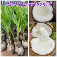 ราคา พันธุ์มะพร้าวกะทิ ต้นเตี้ยพันธุ์เนื้อฟูหอมหวานมัน เป็นวุ้น อร่อยมากนิยมทานผลสดปลูก 2 ปีเก็บผลให้ลูกดกตลอดทั้งปีพร้อมปลูก (22660008618)