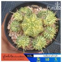 ราคา ต้นยูโฟร์เบีย เมโลฟอร์มิสด่าง ฟร์อมกอใหญ่ Euphorbia meloformis 'Variegata' #Euphorbia #ไม้โขด (18400459511)