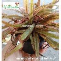 ราคา ต้นหยาดน้ำค้าง Drosera Adelae , Adel (พันธุ์ อดิเล่ , อเดล) (ส่งทั้งกระถาง 3 นิ้ว) พืชดักจับแมลง ใบยาว น้ำหยาดเยื้มๆ (40223230182)