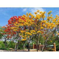 ราคา ต้นหางนกยูงฝรั่งสีทอง สีเหลืองทองสวยหายาก ชุด2ต้น99บาท (41555303088)