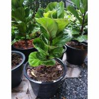 ราคา ไทรใบสักแคระ กระถาง 10 นิ้ว สูง 35-40 cm. (5734464554)