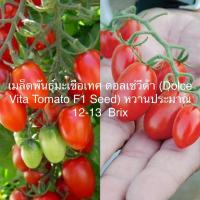 ราคา เมล็ดพันธุ์ มะเขือเทศ ดอลเซ่วีต้า (Dolce Vita Tomato F1 Seed)หวานประมาณ 12-13 Brix บรรจุ 3 เมล็ดคุณภาพดี ของแท้ 100% (55006714641)