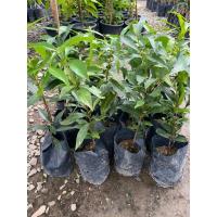 ราคา ต้นชมพู่น้ำดอกไม้ เพาะเมล็ด ผลเหลือง (4345751167)