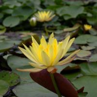ราคา 5 เมล็ด ดอกบัว บัวนอก บัวฝรั่ง เมล็ดดอกบัว Lotus Seeds สายพันธุ์ เม็กซิคาน่า (55658803184)