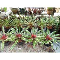 ราคา สับปะรดสีลายทางเขียวขาว #Bromeliad (21376232102)