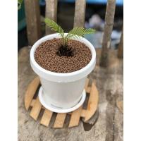 ราคา ต้นปรงญี่ปุ่น​​ #ปรง (6055587079)