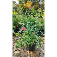 ราคา ชมพูนุช กระถาง 11 นิ้ว ไม้กระถางต้นสวยและแข็งแรง (กทม) (14242391665)