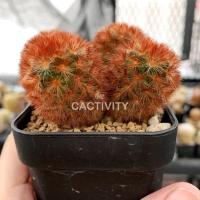ราคา Mammillaria Carmenae แมมคามิเน่ หนามแดง ฟอร์มกอ (4841892302)