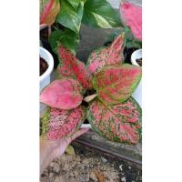 ราคา อโกลนีมา อัญมณี aglaonema (11037996417)