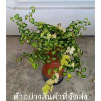 ราคา (ขาย ต้นพันธุ์) ต้น ตีนตุ๊กแกด่าง ต้นตีนตุ๊กแกด่าง ต้นตีนตุ๊กแก ด่าง ภูษณิศา (3085538614)