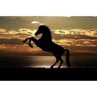 ราคา [สั่งพิมพ์ตามออเดอร์นะคะ][Horse ม้า ม้าพยศ ม้าคึก ม้าศึก]โปสเตอร์ผ้า ผ้าแขวนผนัง ผ้าแขวนตกแต่ง อุปกรณ์ตกแต่งบ้าน ฉากหลัง (27741602254)