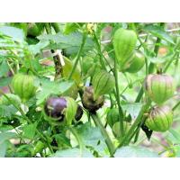 ราคา ต้นพันธุ์ โทงเทงฝรั่ง สีม่วง พร้อมปลูกในถุงดำ 29บาท เคพกูสเบอรี่ Purple Cape Gooseberry (26830930406)