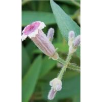 ราคา สมุนไพรกระพังโหม/ตดหมูตดหมา ออแกนิค อบแห้งบรรจุ25g./50g./100g. (40171851859)