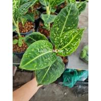 ราคา ต้นดิฟเฟนบาเกีย ☘️ dieffenbachia สาวน้อยปะแป้ง (15460523559)