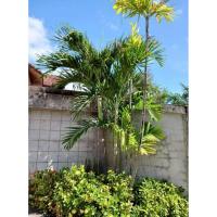 ราคา ต้นหมากนวล ต้นกล้าหมากนวล (41775806852)