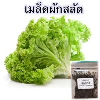 ราคา ง่ายต่อการปลูก ผักสลัด ผักกาดหอม ผักสวนครัว 600 เมล็ด มีคู่มือปลูก Lettuce Seedsง่ายต่อการปลูก (53401513931)