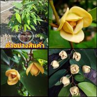 ราคา (vาย ต้นพันธุ์) ดอก ต้น ต้นนมแมว นมแมว fadel (14243396672)