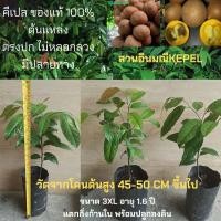 ราคา คีเปล ไซร์ 3XL สูง45-50ซม.ใบดกแตกยอด ต้นกล้าคีเปล พร้อมปลูก ผลไม้มหัศจรรย์กินแล้วตัวหอม ปลูกประมาณ 5ปีไห้ผล (20032676047)