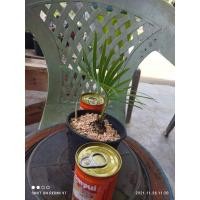 ราคา ปรงเขาชะเมา หมายเลข 2 [ส่งทั้งกระถาง ขนาดโขด ~4 เซนติเมตร] ไม้จิ๋ว ไม้โขด ไม้มงคล Minimal ตกแต่งสวน (7255202754)