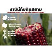 ราคา อินทรีย์ ใหม่ สายพันธุ์ จุดประเทศไทย ❤เมล็ดอวบอ้วนข้าวโพดหวานทานสดพันธุ์ดี ราชินีทับทิมสยาม (5 แถม 1) ข้าวโพดหวานสีแดง ส (19543908038)