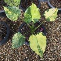 ราคา กวักใบโพธิ์ด่างทอง นางกวักด่างทอง - Alocasia Cucullata Golden Variegated - ว่านนางกวักด่างทอง บอนด่างทอง (17207502657)