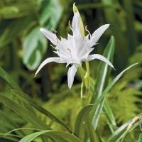 ราคา 2 หัว ว่านเศรษฐีน้ำเต้าทอง ว่านมหามงคล ว่านระฆังทอง Pancratium zeylanicum L (3493920919)