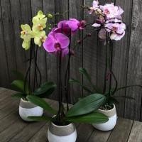ราคา 20 เมล็ดพันธุ์ เมล็ดกล้วยไม้ ฟาแลนนอปซิส (Phalaenopsis Orchids) (15118623700)