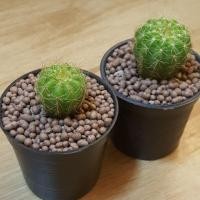 ราคา แคคตัส กระบองเพชร cactus ดาวล้อมเดือน (1091188508)