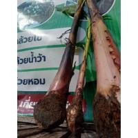 ราคา ชุดหน่อกล้วยไข่ 3 หน่อ (55751479425)