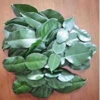 ราคา ใบมะกรูด​ ใบสด​ มะกรูด (1ขีด) ปลูกแบบธรรมชาติ ไม่ใช้สารเคมี เก็บสด พร้อมส่ง.. จัดส่งทุกวัน (20154829320)