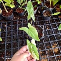 ราคา เงินไหลมาด่างขาว+ไหลเหลือง Syngonium Podophyllum คัดลายด่างเทพ. (ได้ต้นตามภาพ) (22483192316)