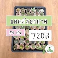 ราคา A Little cactus| แคคตัสยกถาด 54 ต้น สามารถระบุพันธ์ให้ทางร้านได้ แคคตัส กระบองเพชร (23011362943)