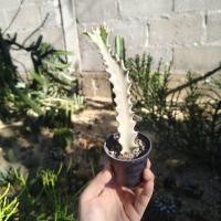 ราคา ยูโฟเบียแลคเทียไวท์โกส Euphorbia lactea white ghost กระถาง 2.5 นิ้ว (15205581827)