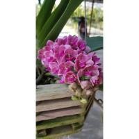 ราคา กล้วยไม้ ช้างชมพู ราคาถูก (12970673717)