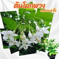ราคา ต้นโมกพวง ดอกหอม ไม้รั้ว กระถาง 6 นิ้ว(ส่งพร้อมกระถาง) (42723789969)