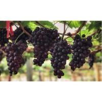 ราคา กิ่งองุ่นสายพันธุ์แท้ 5แถม1 สินค้ามีพร้อมส่ง องุ่นสายพันธุ์นอก กิ่งตอนตอป่าติดตาสายพันธุ์ดี (29151544369)