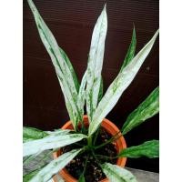 ราคา เดหลีแคระด่าง(Peace lily variegated) (46706306083)
