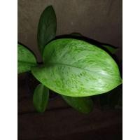 ราคา ต้นลิ้นกระทิง ลายหินอ่อน (10465805592)