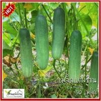 ราคา 50 เมล็ด แตงร้าน เมล็ดแตงร้าน (ขยายพันธุ์ต่อได้) เมล็ดแตงกวา แตงกวา (29788839329)