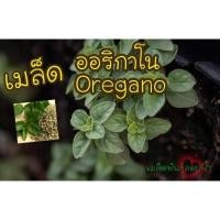 ราคา เมล็ดพันธุ์ ออริกาโน 500 เมล็ด Oregano เมล็ดพันธุ์แท้ นำเข้าจากต่างประเทศ (12234119110)