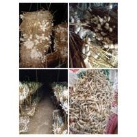 ราคา เชื้อเห็ดโคนน้อยแบบขยายลงฟาง หัวเชื้อคุณภาพ ดอกใหญ่ ออกดอกเยอะ สามารถนำไปหยอดก้อนแบบเปิดดอกได้ แถมฟรี คู่มือเพาะ (23609588106)